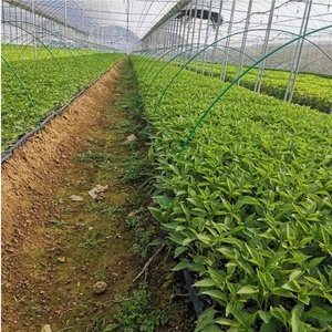 Tubo de fibra de vidrio Uso agrícola-Tubo de soporte de cobertizo arqueado de fibra de vidrio para invernadero <span class=keywords><strong>FR</strong></span> resistente a los rayos UV - Product Image 4