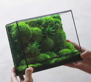 Every Love Wholesale Herbarium (S) ZERO Terrario di Muschio Preservato, Collezione Botanica in Scatola, Muschio Stabilizzato per Arte e Cornici - Product Image 2