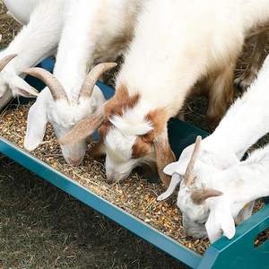 Ferme d'élevage en acier inoxydable de haute qualité chèvres robustes mangeoire pour moutons veaux <span class=keywords><strong>chevaux</strong></span> mangeoire - Product Image 3