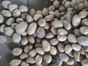 Pommes <span class=keywords><strong>de</strong></span> <span class=keywords><strong>terre</strong></span> fraîches <span class=keywords><strong>de</strong></span> la nouvelle récolte 2025 <span class=keywords><strong>de</strong></span> Chine, pommes <span class=keywords><strong>de</strong></span> <span class=keywords><strong>terre</strong></span> normales à bon prix - Product Image 6