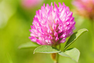 प्राकृतिक लाल क्लैवर अर्क फ्लेवोनॉइड पाउडर बाल आइसोफ्लेवर 2.5% 8% लाल क्लोवर अर्क अर्क <span class=keywords><strong>10</strong></span>:<span class=keywords><strong>1</strong></span> 20:<span class=keywords><strong>1</strong></span> - Product Image 3