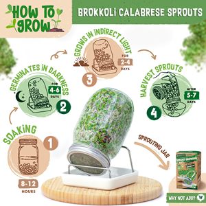 Kit de Cultivo de Microgreens Orgánicos de Brócoli <span class=keywords><strong>Calabrese</strong></span>, 200g, Paquete de Semillas para Jardín, Cultivo Ecológico para Todas las Estaciones - Product Image 4