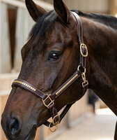 Cabestro para Caballo Clincher HM GLOBAL DD de Cuero con Adornos de Latón Dorado, Piezas para las Mejillas y Narigueira con Acolchado Suave, Duradero, Cómodo y Elegante