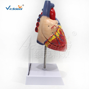 Modèle d'anatomie du cœur humain à grossissement 2x Vic Education, modèle médical d'anatomie du cœur humain à grossissement - Product Image 4