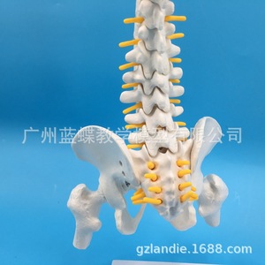 Modèle d'enseignement de la colonne vertébrale humaine de 45 cm avec bassin et fémur, avec neurosquelette, modèle de colonne vertébrale, type suspendu - Product Image 5