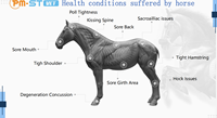 Appareil de magnétothérapie PEMF à anneau pour chevaux, pour la rééducation, le soulagement de la douleur et la physiothérapie intensif