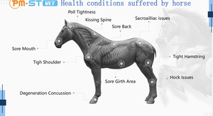 Máquina de Terapia Magnética de Alta Intensidad para Rehabilitación y Alivio del Dolor, Anillo de Terapia Magnética PEMF para Caballos - Product Image 4