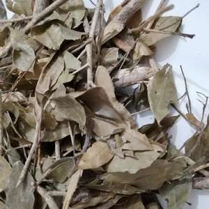 Jiu Li Xiang Kamuning Cortes secos naturales de alta calidad Hoja Et Cacumen <span class=keywords><strong>Murraya</strong></span> Dry <span class=keywords><strong>Murraya</strong></span> <span class=keywords><strong>Paniculata</strong></span> Ramita Hojas - Product Image 4