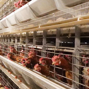 Equipo Automático para Gallineros de 10000 Aves, Jaula de Alimentación para Granjas Avícolas, Sistema de Baterías Tipo H para Gallinas Ponedoras - Product Image 3
