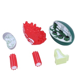 Modelos de estructura de organelos celulares para enseñanza de biología Mitocondrias, <span class=keywords><strong>Golgi</strong></span>, cloroplasto, centrosoma - Product Image 1