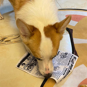 Jouet pour animaux de compagnie en papier froissé grinçant-Conception de journaux et de <span class=keywords><strong>poker</strong></span>, résistant à la déchirure, sûr et doux sans odeur pour chats et chiens - Product Image 6