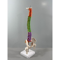 Modèle de vertèbres et colonne vertébrale colorées de 45 cm, modèle d'anatomie du squelette humain pour l'enseignement des articulations