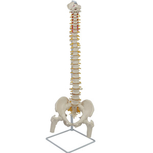 Modèle naturel de la grande vertèbre, de la ceinture pelvienne, du fémur et des nerfs spinaux attachés au sacrum (le sacrum peut être ouvert). - Product Image 4
