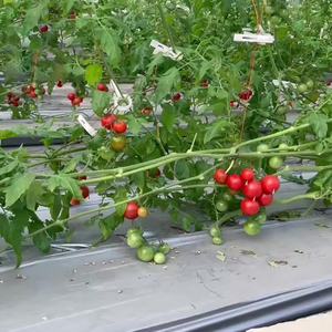 Abeille de jardin Ferme agricole Punch Hole Vegetable Strawberry Tomato <span class=keywords><strong>Biodégradable</strong></span> Perforated Plastic Mulch Film, Pla Film - Product Image 1