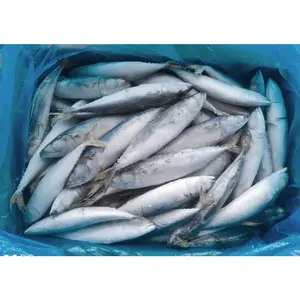 Dondurulmuş balık uskumru ihracatçıları yeni dondurulmuş uskumru balığı fiyat dondurulmuş pasifik uskumru balık