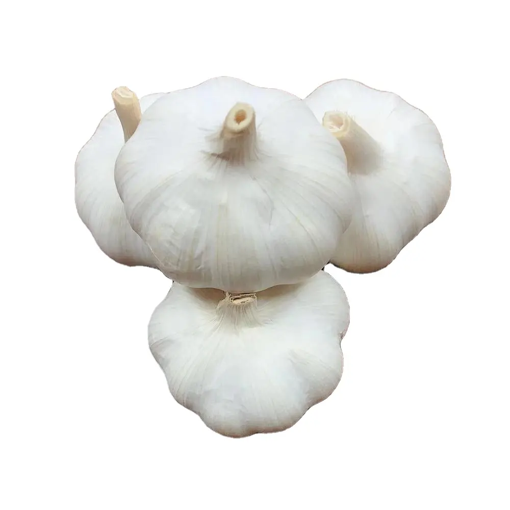 Ajo fresco garlic companies that need distributors