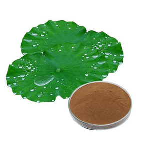 Cấp thực phẩm chất lượng cao lá sen chiết xuất lá sen flavonoid lá sen bột <span class=keywords><strong>folium</strong></span> <span class=keywords><strong>nelumbinis</strong></span> - Product Image 3