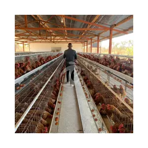 A Type Semi-Automatic Battery Chicken Cages For Laying Hens Poultry Farm