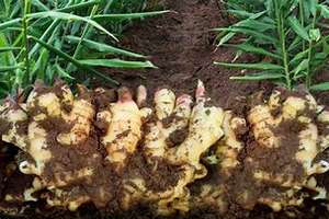 高品質の新鮮な乾燥した若い生姜食品 中国生姜卸売価格 生姜根 - Product Image 4