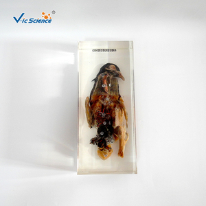 Öğretim yardımcıları güvercin diseksiyon emniyet reçine örneği - Product Image 5