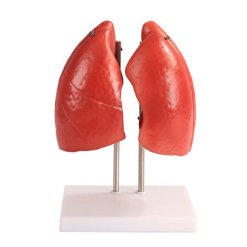 Life Size Lung Anatomical Model Human Respiratory System Model Medical ...