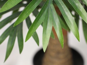 Petites plantes artificielles de <span class=keywords><strong>palmier</strong></span> de style bonsaï <span class=keywords><strong>en</strong></span> pots pour intérieur et extérieur Décoration d'intérieur unique - Product Image 5
