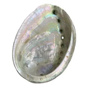 Natural Abalone Shells Conch Shells Aquarium Aquascape Burnt Sage Ornaments Semi-precious Stone Crafts