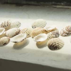 Natural Seashell Small Scallop <strong>Shells</strong> for Home Decoration - Product Image 5