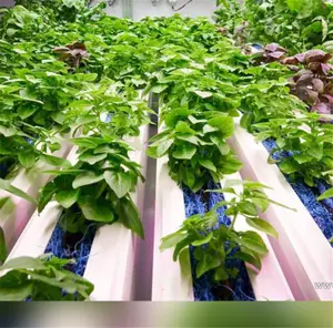 Sistemas de cultivo hidropônico de jardim com torre vertical com efeito de estufa inteligente de baixo custo à venda