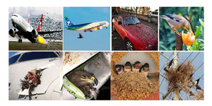 1W Slimme Vogelafschrikker 1W Groene Laser Sterke Vogelbestrijding voor Luchthaven Onderstation Magazijn Ongedierte Elektrisch - Product Image 5