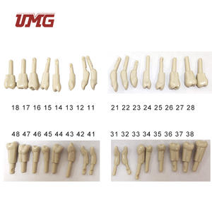 Resina Dental para adultos, modelo de dientes permanentes para tratamiento dental, 32 Uds. - Product Image 3