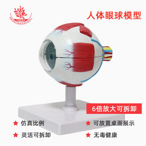 Modelo de anatomía ocular (7 partes, ampliado 6 veces): retina, lente, oftalmología, ajuste de gafas, ambliopía, enseñanza del astigmatismo. - Product Image 5
