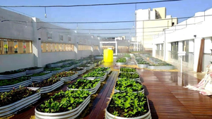 Jardinière ovale surélevée en acier galvanisé, écologique, pour légumes et fleurs, utilisation intérieure/extérieure - Product Image 6