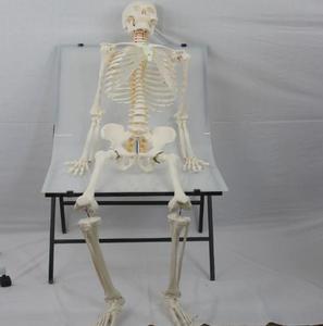Modèle <span class=keywords><strong>de</strong></span> <span class=keywords><strong>squelette</strong></span> humain <span class=keywords><strong>de</strong></span> 170 cm pour <span class=keywords><strong>la</strong></span> science médicale, avec crâne, modèle scientifique éducatif, <span class=keywords><strong>squelette</strong></span> complet du corps humain - Product Image 5