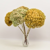 HFlora-bouquet d'hortensias à grandes/petites fleurs, 20-25 cm, plantes naturelles chauffées, avec boîte pour décor mural