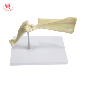 Modelo de articulación del hombro de perro, modelo de anatomía esquelética canina, modelo de construcción de textura de esqueleto, material didáctico para ganadería - Product Image 1