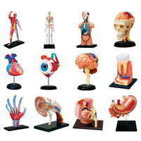 Modelo de Anatomía del Cerebro Humano para Estudiantes, Juguete Educativo de Ciencia para Niños, Ensamblaje DIY de Órganos del Cuerpo Humano