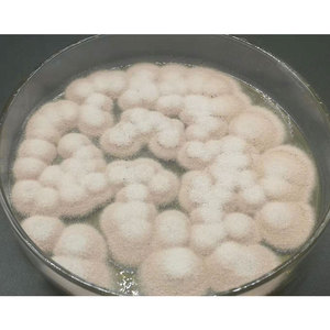 Purpureocillium Lilacinum (Paecilomyces Lilacinus) 100 milliards d'UFC/g Nématodes de la maladie des racines de tomate BIO Nématicide en poudre PD20132416 - Product Image 4