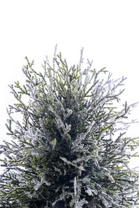 Treesmas Plantas artificiales Decoración 1,9 metros de altura en forma de cono Flocado Artificial Interior Topiary Árboles para la venta - Product Image 6