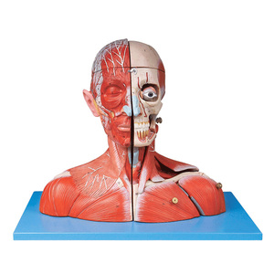 Modelo Anatómico de Cabeza y Cuello con Músculos, Vasos Sanguíneos, Nervios y Cerebro para Educación en Ciencias Médicas - Product Image 1