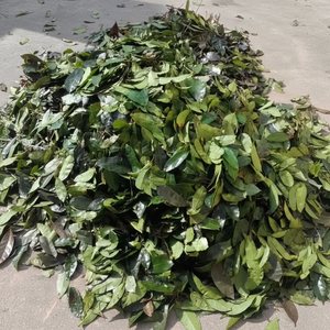 HOJAS DE URENTA SECAS ORIGEN DE VIETNAM-EXPORTACIÓN A GRANEL-CALIDAD PREMIUM - Product Image 1