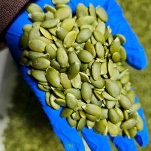 <span class=keywords><strong>Semillas</strong></span> <span class=keywords><strong>de</strong></span> <span class=keywords><strong>calabaza</strong></span> crudas enteras, blanqueadas, limpias, sin piel y peladas para la producción <span class=keywords><strong>de</strong></span> <span class=keywords><strong>frutos</strong></span> <span class=keywords><strong>secos</strong></span> tostados, suministro a granel - Product Image 1