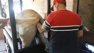 노트북 15.6 인치 portatil 애완 동물 전문 수의학 병원 컬러 도플러 SUN-902B - Product Image 6