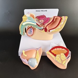 Modèle Anatomique Éducatif <span class=keywords><strong>D</strong></span>étachable du Système Urologique Masculin Humain : Vessie, Prostate, Intestin et Urination - Product Image 3