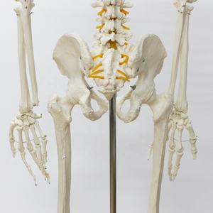 Modèle de <span class=keywords><strong>squelette</strong></span> <span class=keywords><strong>géant</strong></span> de 176cm grandeur nature adulte blanc Science médicale incluant une racine nerveuse Modèle anatomique <span class=keywords><strong>humain</strong></span> - Product Image 5