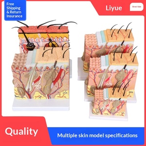 Modelo Anatómico Tridimensional de Piel con Ampliación 50x, Estructura de Tejido Cutáneo Humano en PVC, para Entrenamiento en Cirugía Estética - Product Image 3