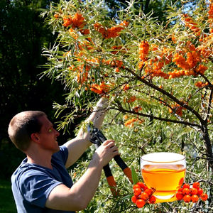 Precio de fábrica Hippophae Rhamnoides Máquina de procesamiento en stock para línea de producción de extracto de espino cerval de mar Venta caliente - Product Image 1