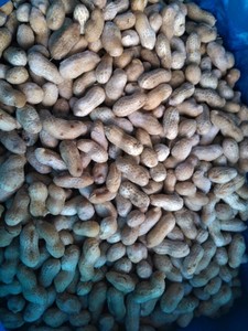 Trung Quốc iqf đậu phộng đông lạnh hạt nhân trong vỏ iqf đậu phộng đông lạnh - Product Image 4