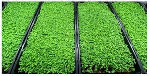 Bio-Pflanzen-und Samen keimung 100% Jutefilz-Jutestoff Micro greens Hanf-Wachstums matte - Product Image 4