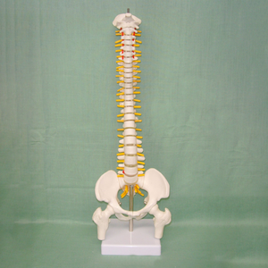 מודלים אנטומיים בגודל טבעי באיכות גבוהה מ-PVC, חינוכיים, אחריות לשנה, הכשרת אחיות, תיקון עמוד שדרה, עמוד שדרה, אגן, עצם הירך - Product Image 2